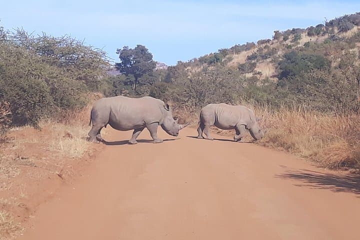 Pilanesberg Day Safari from Johannesburg: Big Five in a Volcanic Crater photo 4