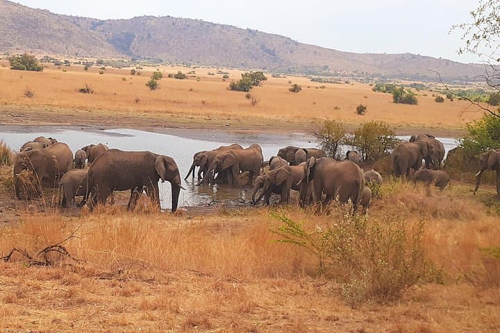 Pilanesberg Day Safari from Johannesburg: Big Five in a Volcanic Crater photo 1