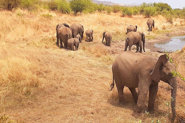 Pilanesberg Day Safari from Johannesburg: Big Five in a Volcanic Crater photo 2