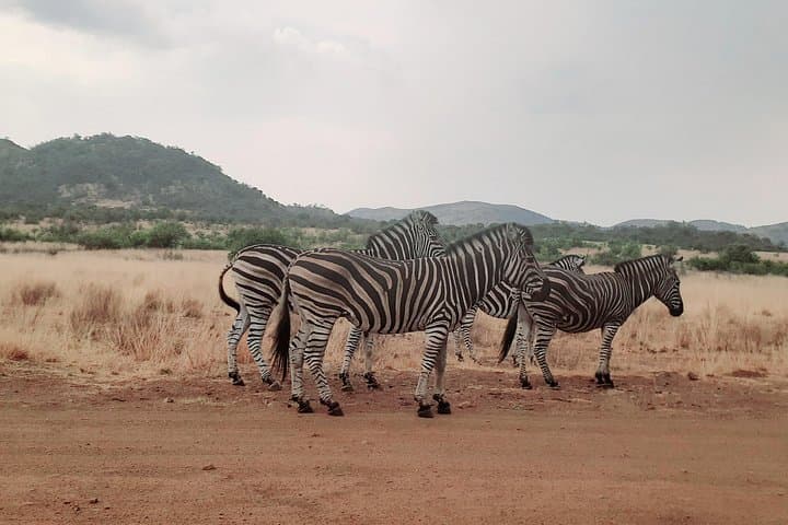 Pilanesberg Day Safari from Johannesburg: Big Five in a Volcanic Crater photo 3