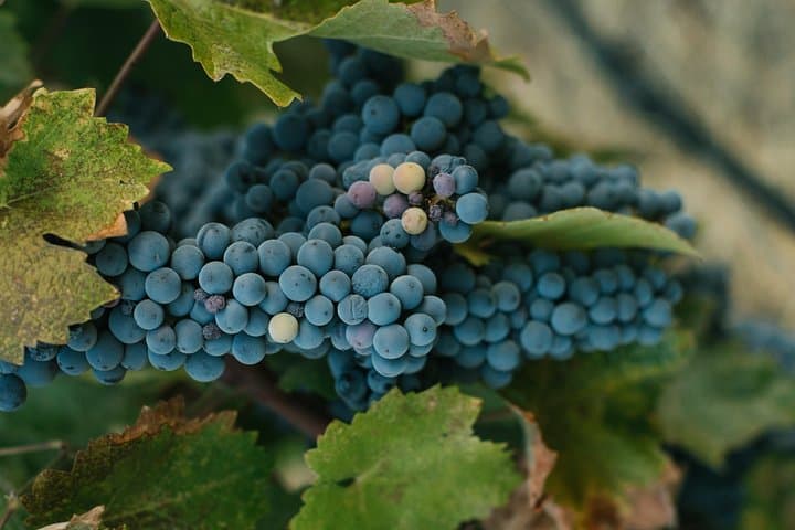 Best of Cape Town Wines: Private Cape Winelands Tour from Cape Town photo 3