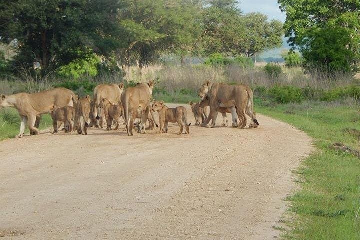 2-Day Safari to Mikumi National Park from Dar es Salaam photo 4