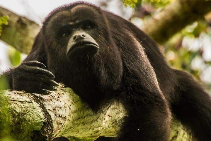 Float Belize’s Cave Rivers and Meet Howler Monkeys — Private Combo Tour with Lunch photo 3