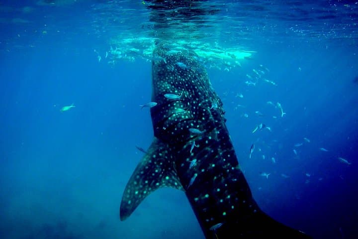 Kawasan Canyoneering and Oslob Whale Shark Encounter — Full-Day Adventure from Cebu photo 2