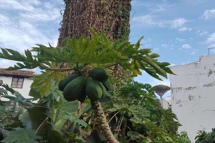 Private Shore Excursion in Tenerife: Teide, Masca & Historic Towns from Santa Cruz photo 4