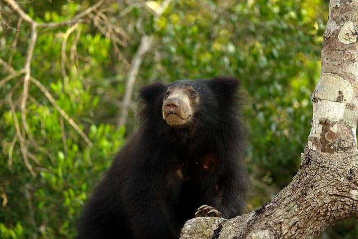 Wilpattu National Park Private Full-Day Safari from Colombo photo 2