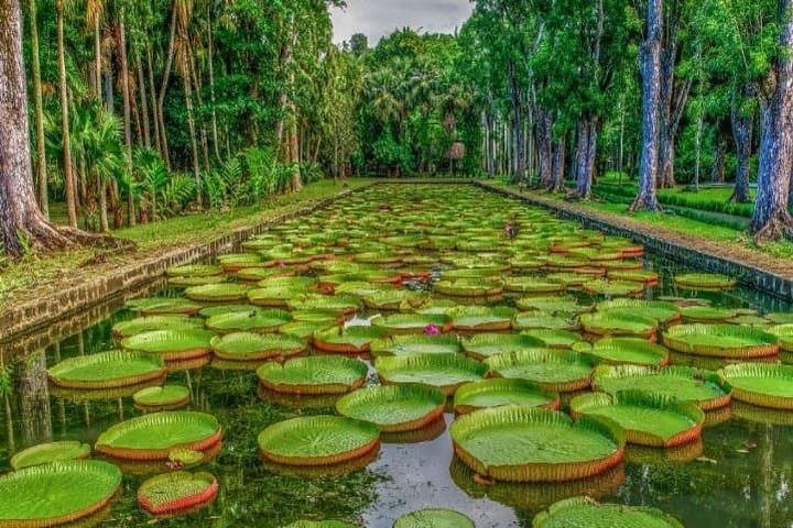 Private SUV: Full-Day North Mauritius Cultural and Botanical Tour photo 4