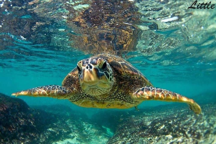 Wailea Outrigger Canoe Cultural & Turtle Tour — Paddle with Turtles in Maui photo 3