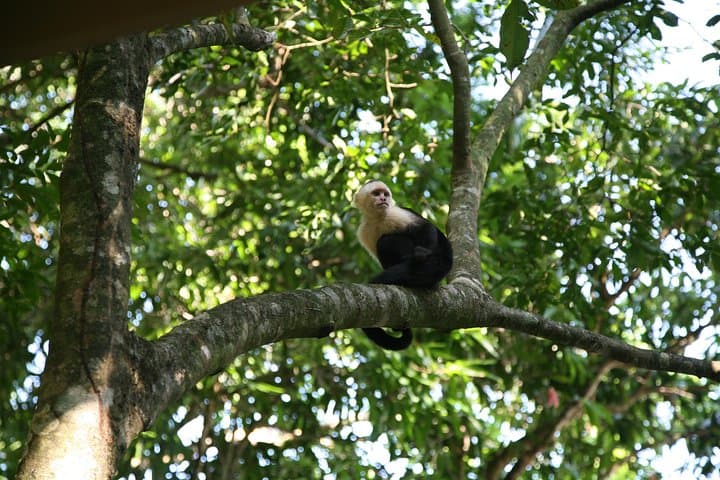 One-Day Corcovado National Park from Manuel Antonio — Osa Peninsula Wildlife Day Trip photo 6