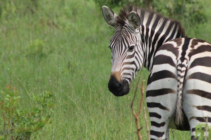 10-Day Uganda Big 5: Murchison Falls to Bwindi Gorilla Safari photo 2