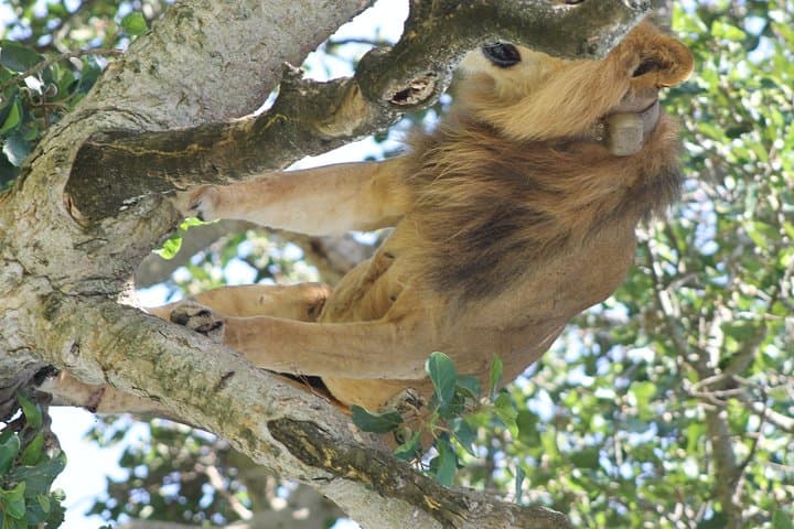 10-Day Uganda Big 5: Murchison Falls to Bwindi Gorilla Safari photo 3