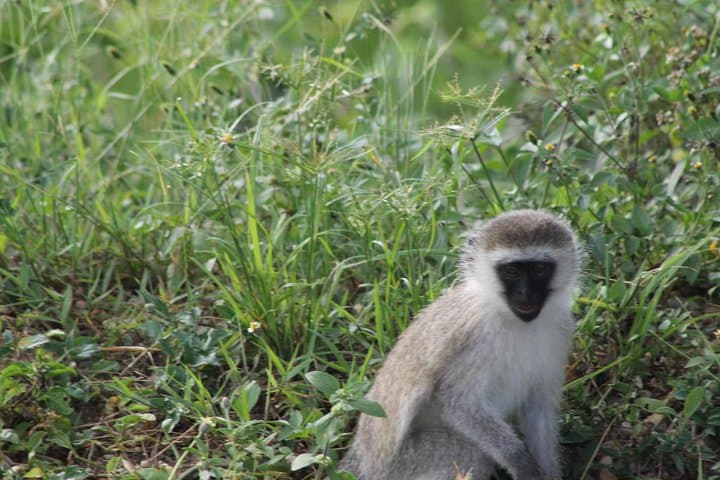 10-Day Uganda Big 5: Murchison Falls to Bwindi Gorilla Safari photo 4