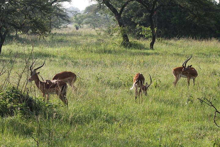 10-Day Uganda Big 5: Murchison Falls to Bwindi Gorilla Safari photo 5