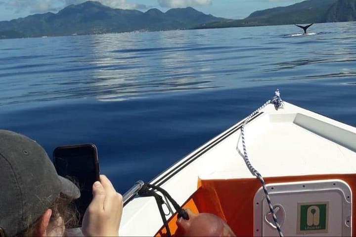 Dominica Whale & Dolphin Cruise from Roseau — Sperm Whales Year-Round photo 4
