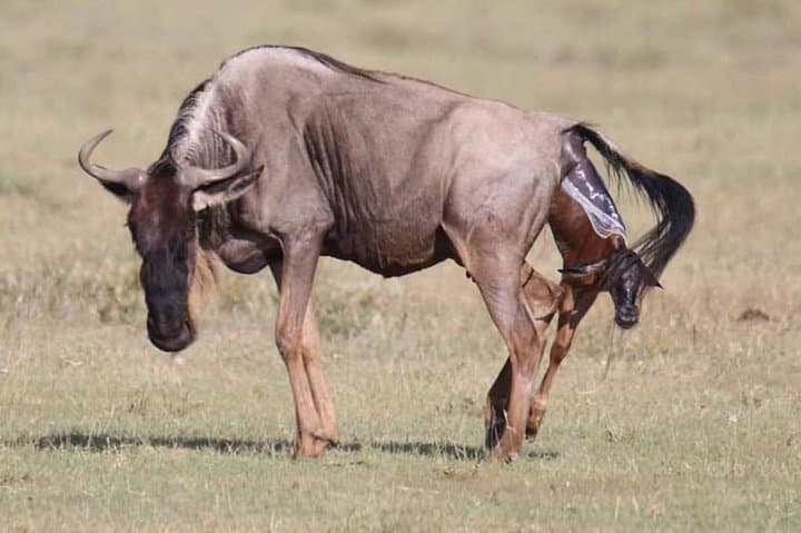 2-Day Safari to Mikumi National Park from Dar es Salaam photo 3