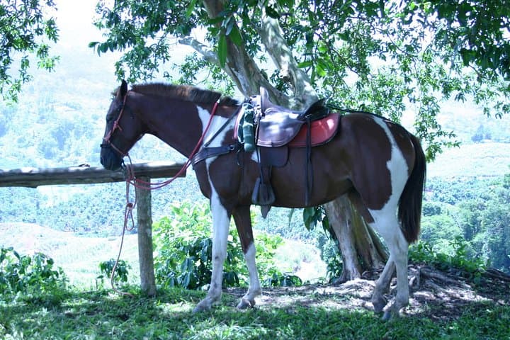 Rural Horseback Riding Tour in Turrialba: Coffee Plantation Trails & Volcano Views photo 2