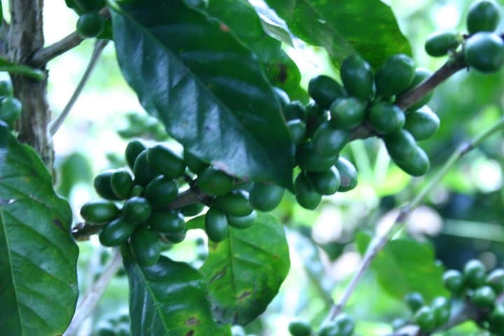 Rural Horseback Riding Tour in Turrialba: Coffee Plantation Trails & Volcano Views photo 3