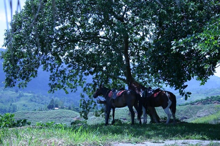 Rural Horseback Riding Tour in Turrialba: Coffee Plantation Trails & Volcano Views photo 4