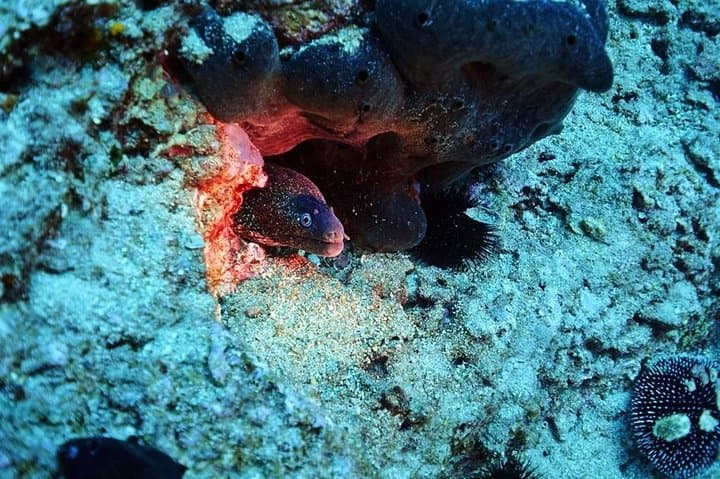 Athens Beginner Scuba: Private Discover Scuba Diving Near the City photo 5