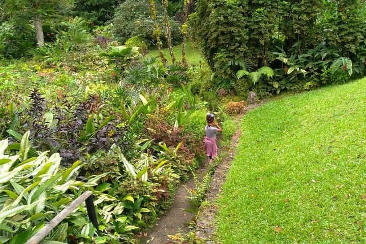 Montreal Gardens & Mesopotamia Valley Eco-Tour from Kingstown photo 5
