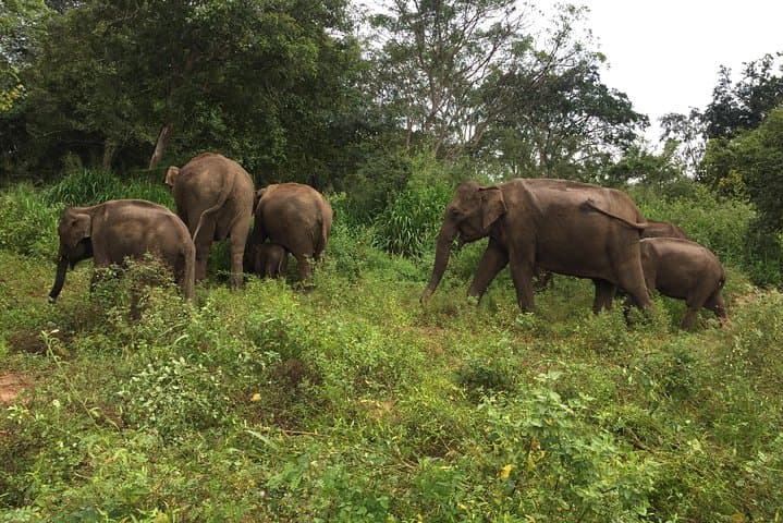 Sigiriya, Dambulla & Kaudulla Day Tour: Climb Lion's Rock and Track Wild Elephants photo 2