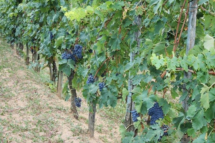 Chianti Winery & Brolio Castle Private Tour from Florence photo 6