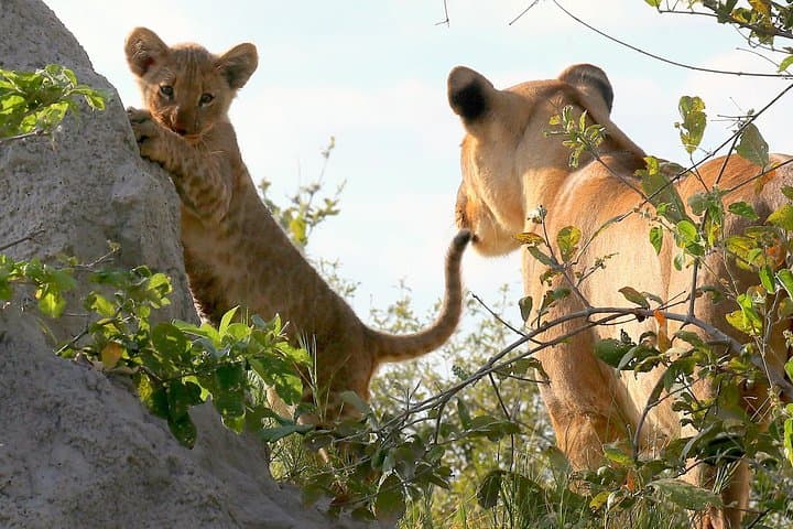 Full-Day Chobe Game Drive from Victoria Falls — Riverfront Elephants & Big Cats
