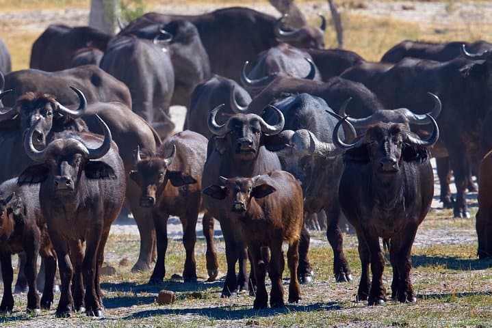 Full-Day Chobe Game Drive from Victoria Falls — Riverfront Elephants & Big Cats photo 2