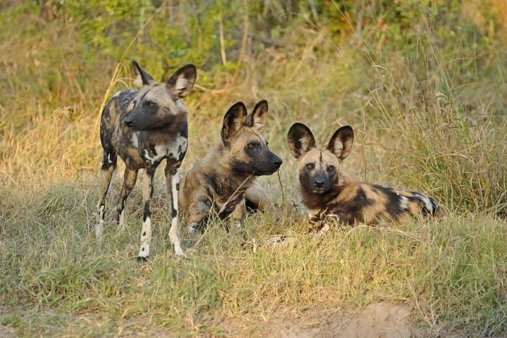 Full-Day Chobe Game Drive from Victoria Falls — Riverfront Elephants & Big Cats photo 4