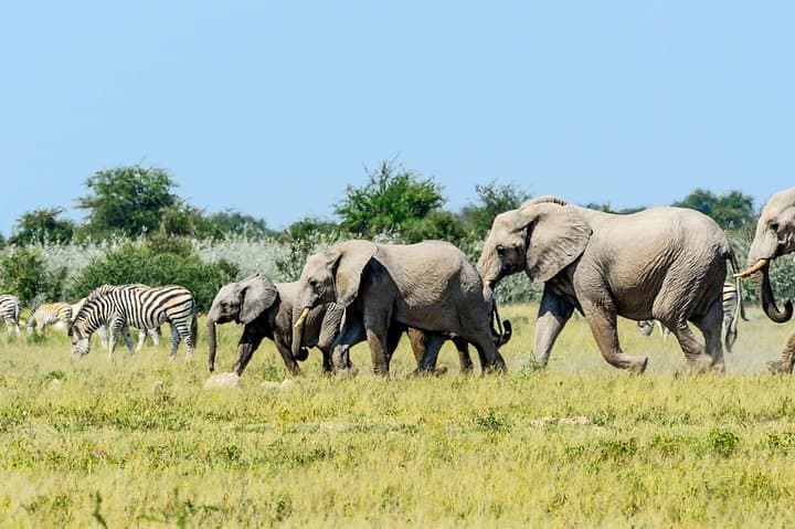 Full-Day Chobe Game Drive from Victoria Falls — Riverfront Elephants & Big Cats photo 5