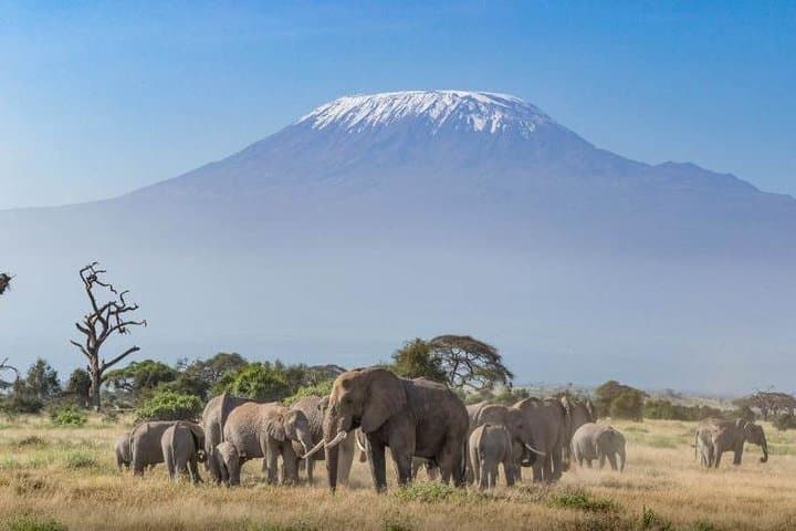 2-Day Amboseli Safari: Kilimanjaro Views & Classic Game Drives