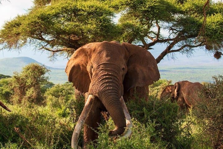 2-Day Amboseli Safari: Kilimanjaro Views & Classic Game Drives photo 2