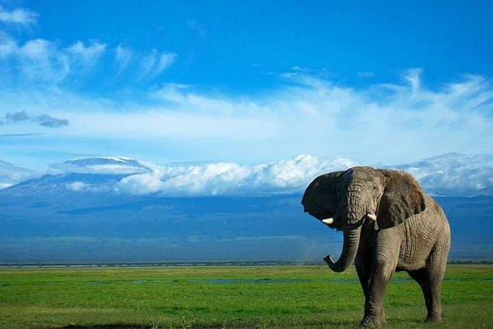 2-Day Amboseli Safari: Kilimanjaro Views & Classic Game Drives photo 3