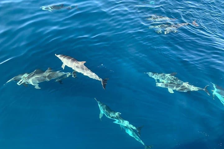 Dolphin Search Cruise from Puerto de Mogán on KEEPER UNO photo 5