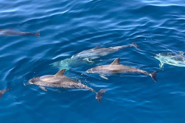 Dolphin Search Cruise from Puerto de Mogán on KEEPER UNO photo 6