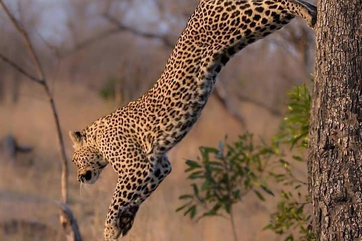 2-Day Amboseli Safari: Kilimanjaro Views & Classic Game Drives photo 4