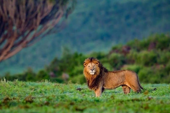 2-Day Amboseli Safari: Kilimanjaro Views & Classic Game Drives photo 5