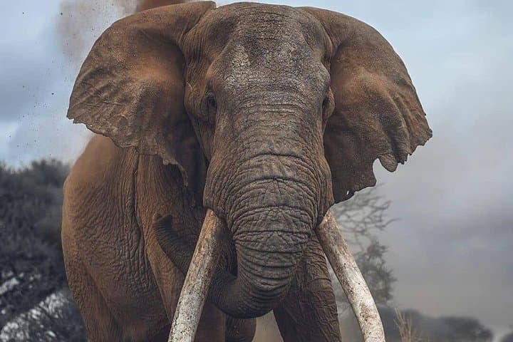 3-Day Amboseli Safari from Nairobi: Budget Wildlife Tour with Kilimanjaro Views photo 3