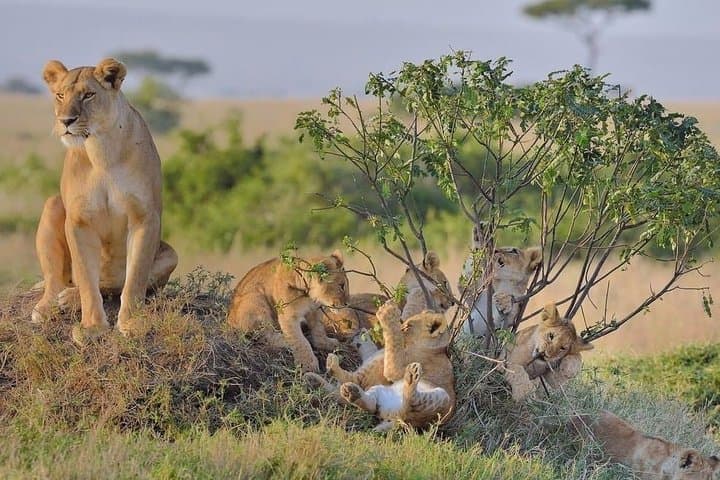3-Day Amboseli Safari from Nairobi: Budget Wildlife Tour with Kilimanjaro Views