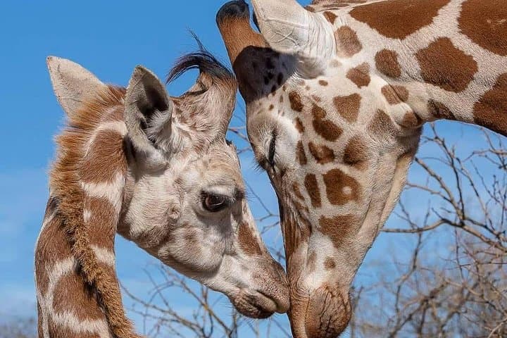 3-Day Amboseli Safari from Nairobi: Budget Wildlife Tour with Kilimanjaro Views photo 4