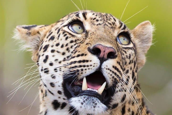 3-Day Amboseli Safari from Nairobi: Budget Wildlife Tour with Kilimanjaro Views photo 5