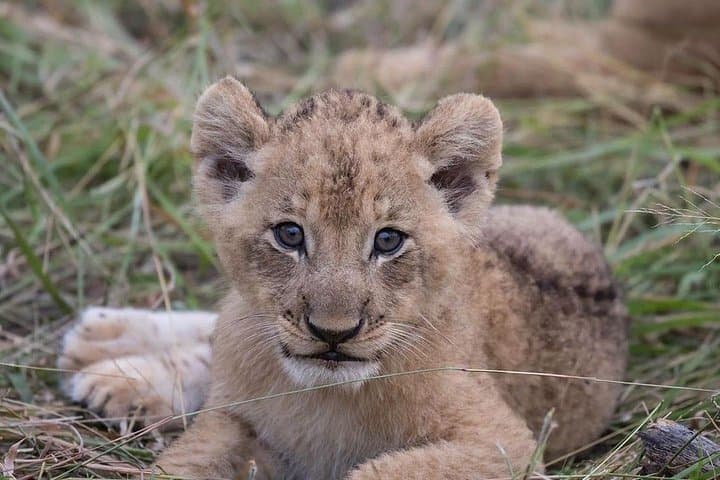 3-Day Amboseli Safari from Nairobi: Budget Wildlife Tour with Kilimanjaro Views photo 6