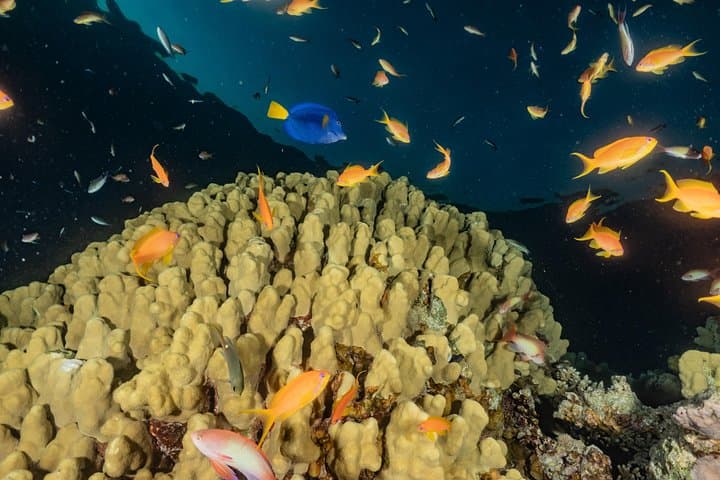 Glass-Bottom Boat Cruise Eilat: See the Red Sea Coral Without Getting Wet photo 4