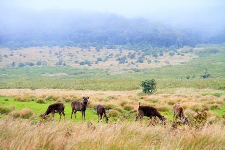 Horton Plains Day Tour from Kandy: World's End, Baker's Falls & Wildlife photo 2