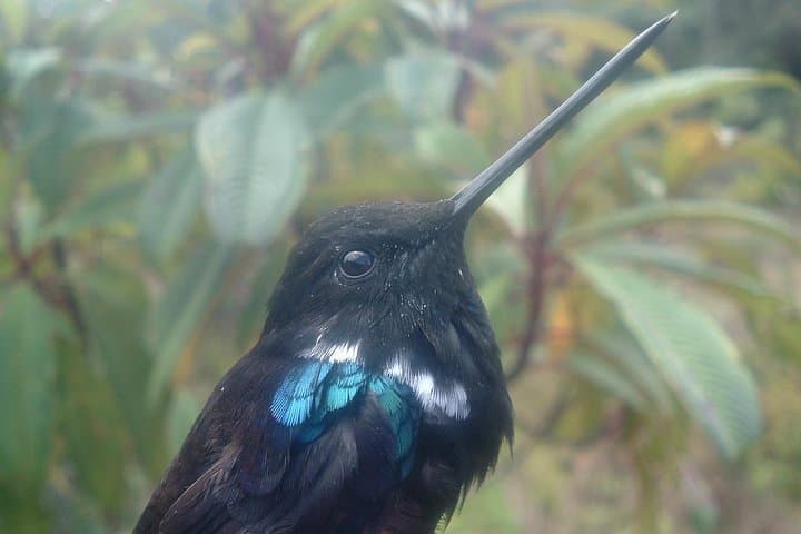 Birding Chicaque Cloud Forest: Hummingbirds & Andean Wildlife Near Bogotá photo 3