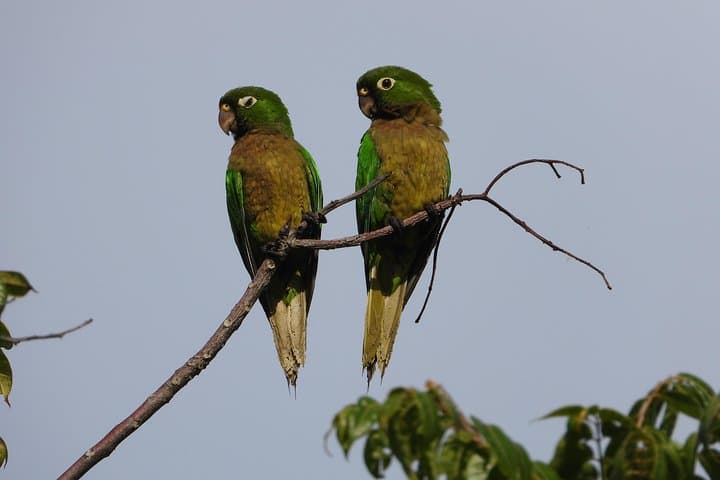 Birdwatching the Ruta de los Cenotes: Birds of the Mayan World 2 in the Riviera Maya