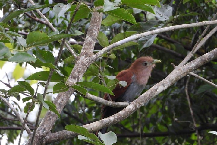 Birdwatching the Ruta de los Cenotes: Birds of the Mayan World 2 in the Riviera Maya photo 2