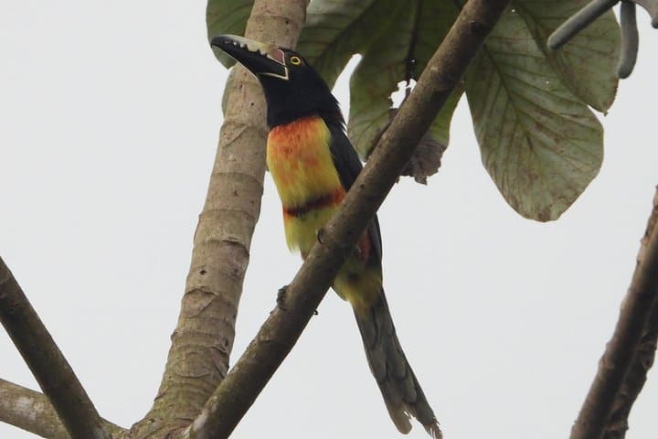 Birdwatching the Ruta de los Cenotes: Birds of the Mayan World 2 in the Riviera Maya photo 4