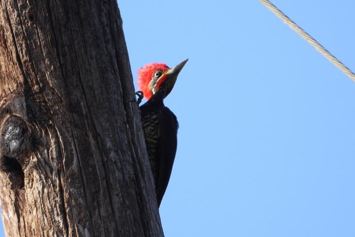 Birdwatching the Ruta de los Cenotes: Birds of the Mayan World 2 in the Riviera Maya photo 5