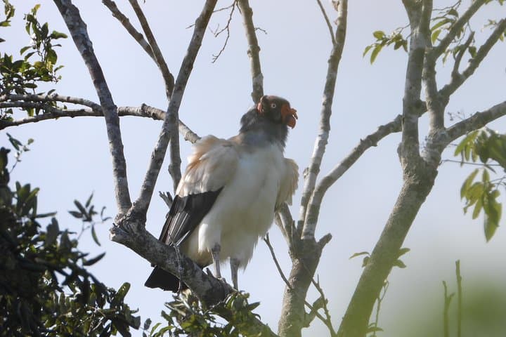 Birdwatching the Ruta de los Cenotes: Birds of the Mayan World 2 in the Riviera Maya photo 6